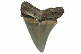 Serrated Angustidens Tooth - Megalodon Ancestor #302038-1